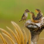 Él Es Nuestro Proveedor