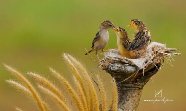 Él Es Nuestro Proveedor