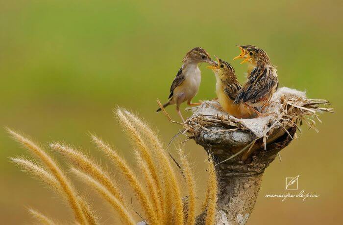 Él Es Nuestro Proveedor